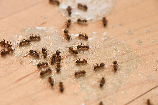 Best Affordable Pest Control Services  in Judson, SC